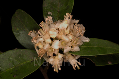 Atalantia monophylla